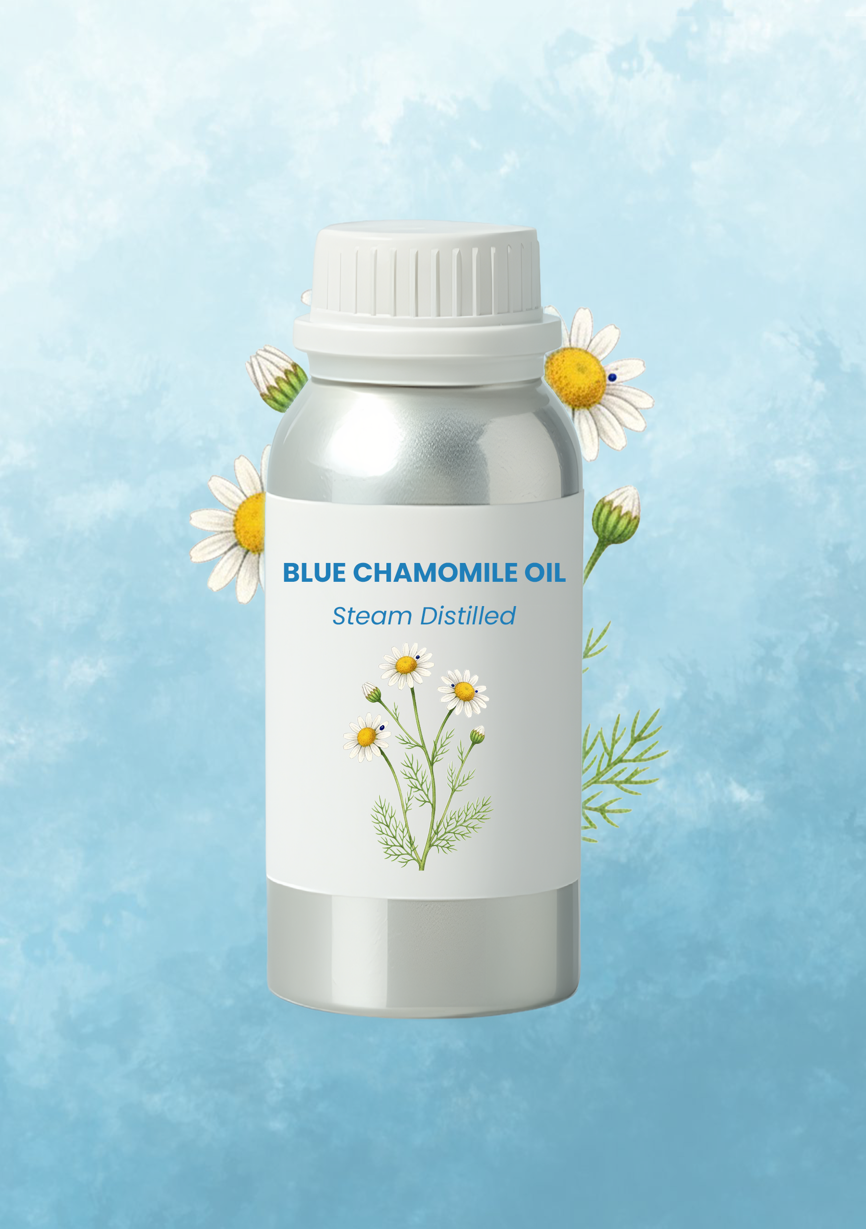 Blue Chamomile Chamomile - Image 1